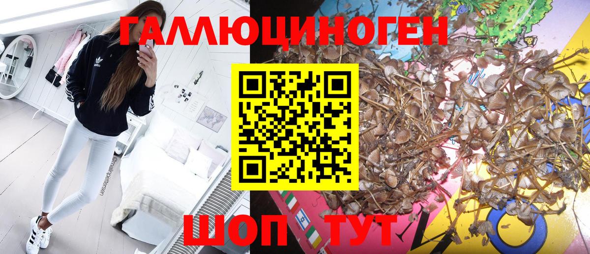 Галлюциногенные грибы Psilocybine cubensis  купить  сайты  Кулебаки  Галлюциногенные грибы прущие грибы  Вход с VPN 